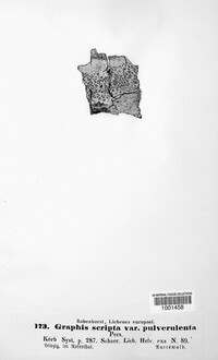 Graphis scripta image